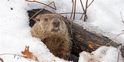 Forget The Groundhog Prediction 7 Animals Who Hibe   rnate